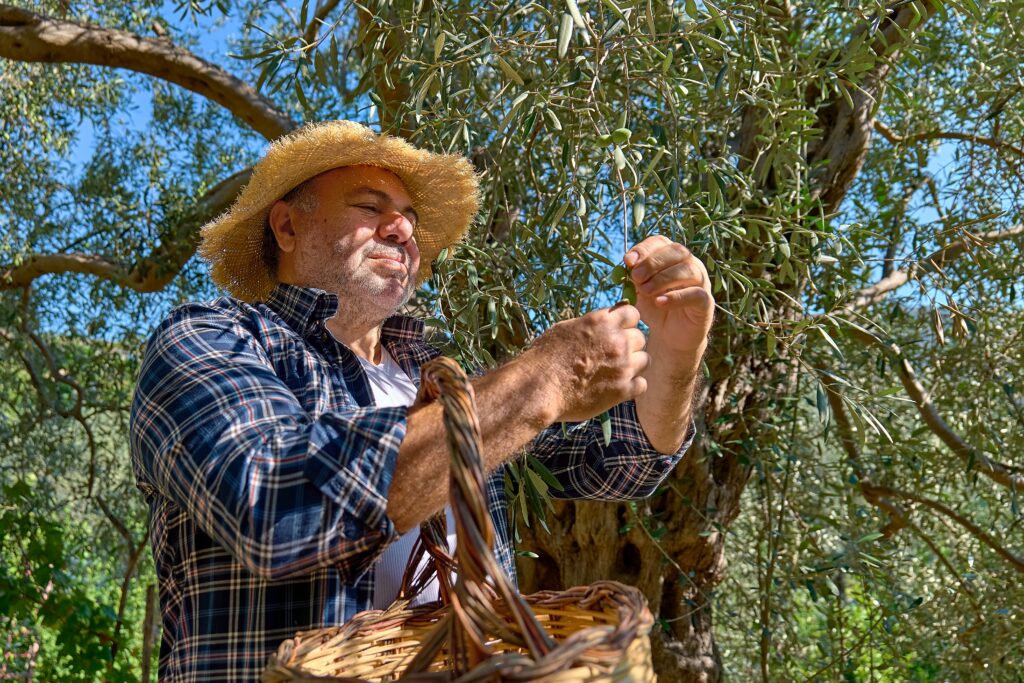 El alperujo: un residuo estratégico para el biometano en la España del olivar
